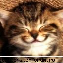 :rotfl: poezii >:)